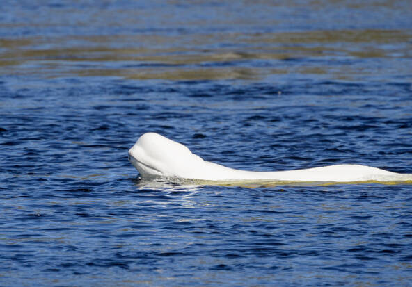 Norvège: un béluga repéré dans une rivière près d'Oslo