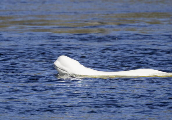 Norvège: un béluga repéré dans une rivière près d'Oslo