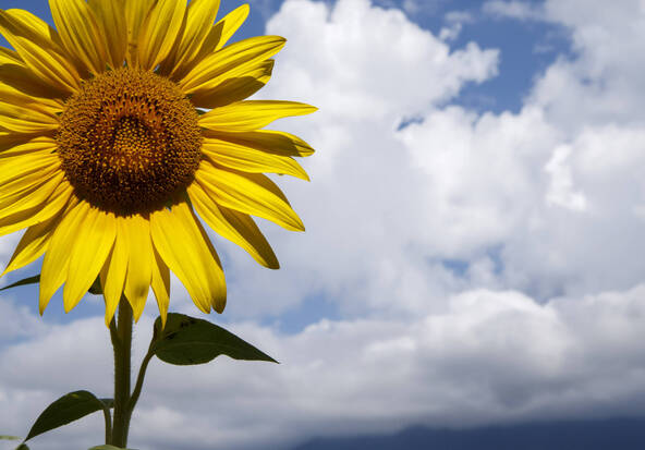 Berges de Vessy: les horloges biologiques au coeur d'une exposition