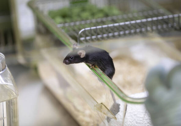 L'IA pour mieux détecter la douleur chez les souris de laboratoire