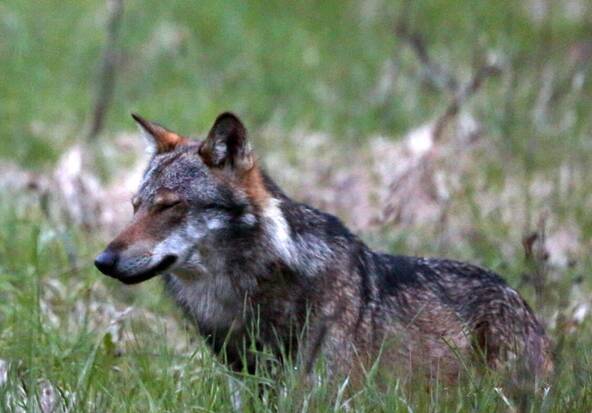 Tir d’un loup ordonné dans la région de Visperterminen