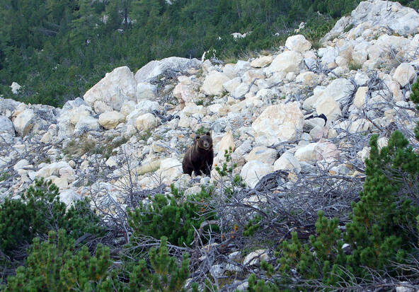 L'ours fait son retour dans le Val Poschiavo (GR)