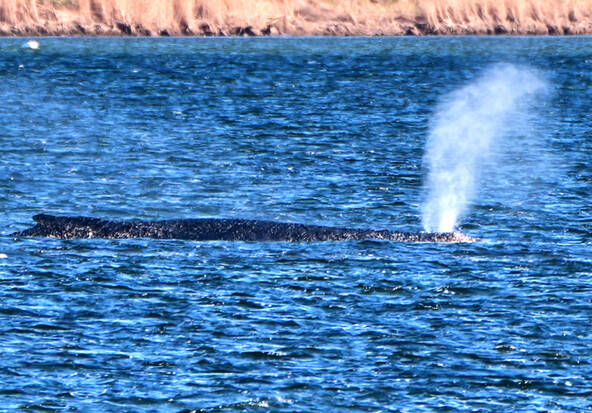 Allemagne: après son remorquage une baleine à bosse relâchée en mer