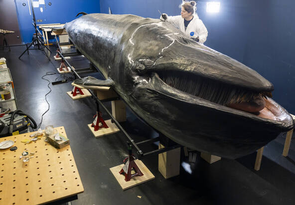 Fribourg: le MHNF prépare le déménagement de sa célèbre baleine