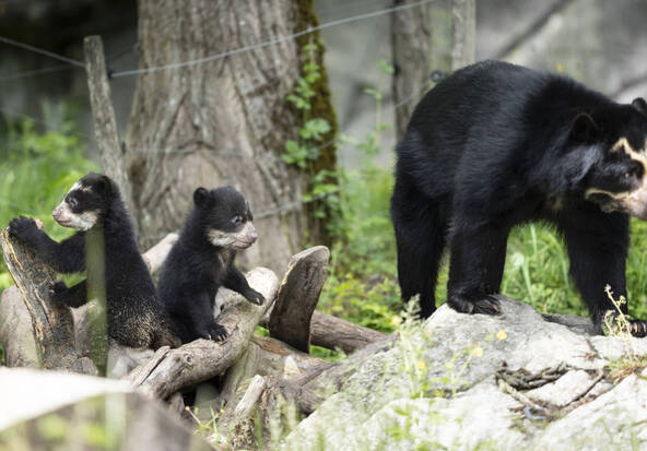 Progéniture chez les ours à lunettes du zoo de Zurich
