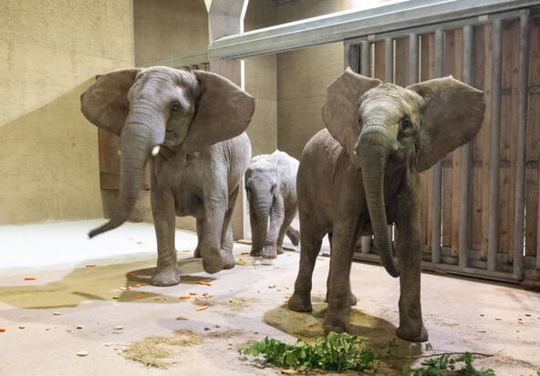 Le zoo de Bâle accueille à nouveau un groupe d'éléphants