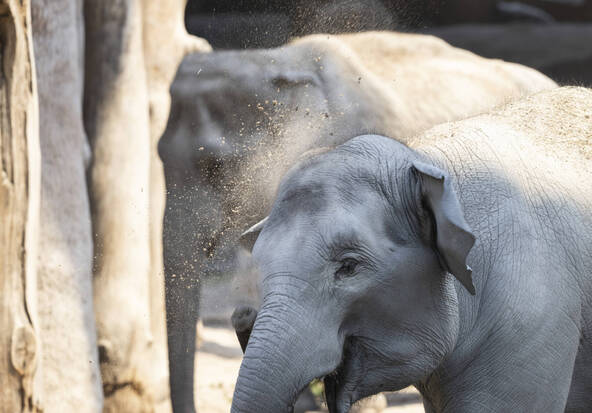 Zoo de Zurich: éléphanteau euthanasié un jour après sa naissance