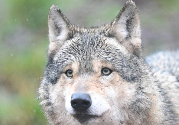 Allemagne: le loup qui avait mordu une femme est probablement mort