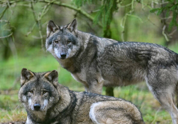 La Suisse comprend désormais 43 meutes de loups