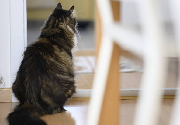 Un chat grièvement blessé définitivement retiré à son propriétaire