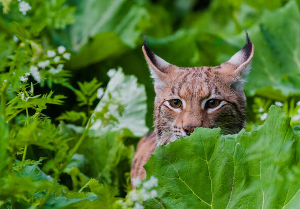 Accidents, braconnage: le lynx reste vulnérable en Suisse