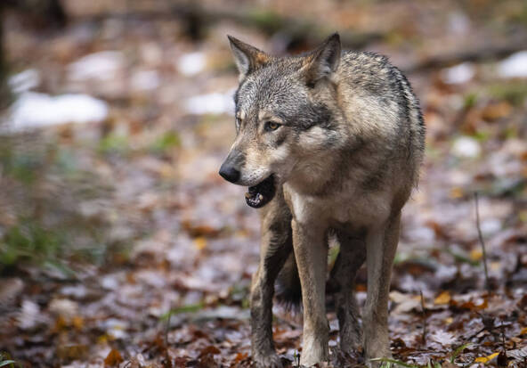 Génisses tuées par le loup aux Verrières (NE)