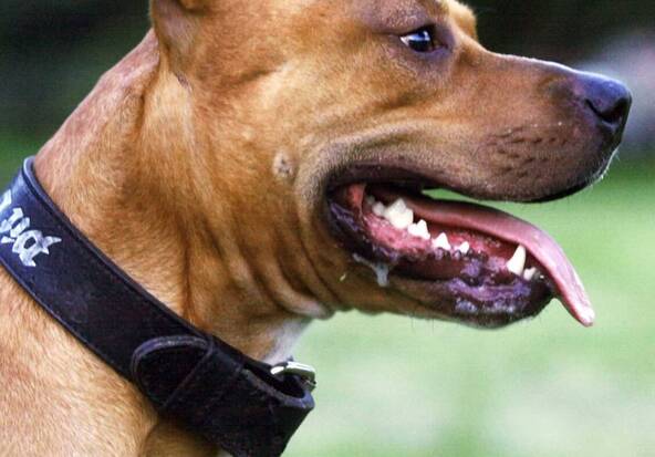 France: le chien Curtis, qui avait tué Elisa, sera euthanasié