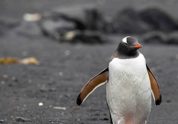 Températures records en Antarctique à l'orée de l'hiver austral