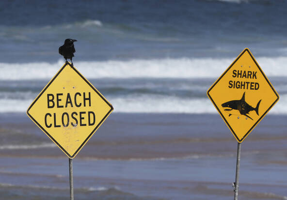Sydney: une nageuse, mordue par un requin, dans un état critique