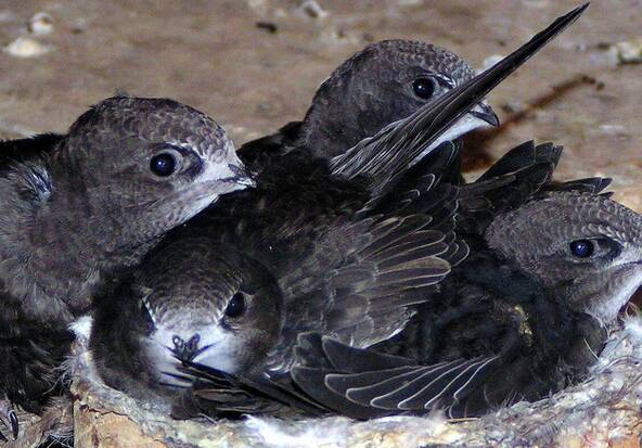 Comment les oiseaux supportent la chaleur estivale