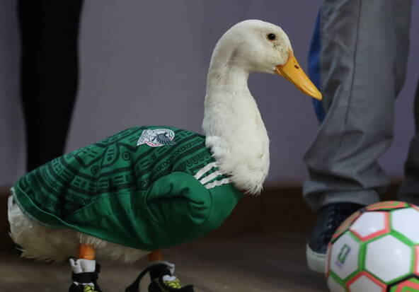 Le canard mascotte du Mexique reçoit les honneurs présidentiels