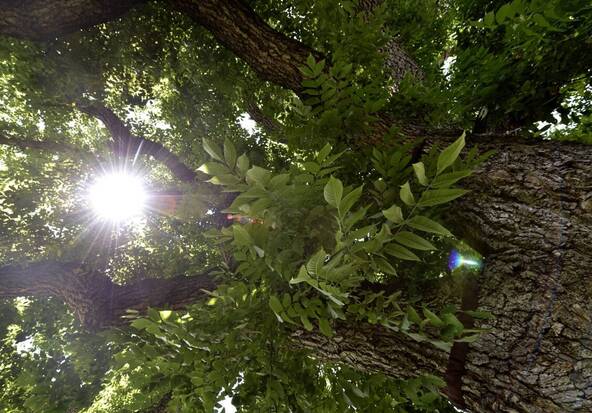 Une exposition sur les arbres remarquables et leurs jardiniers