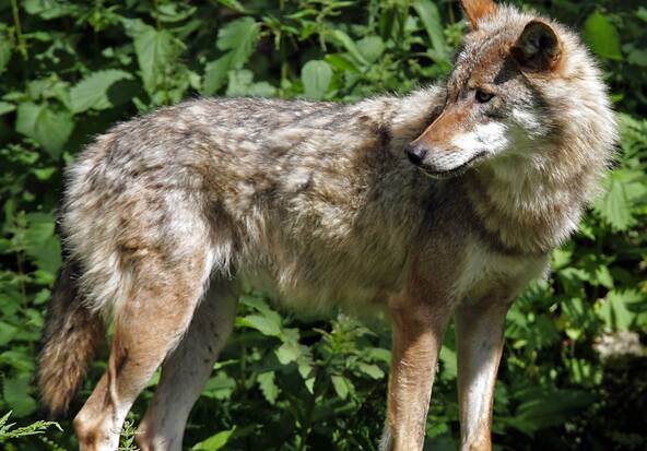 Le loup pourrait être repoussé par des odeurs (étude de l'UniNE)