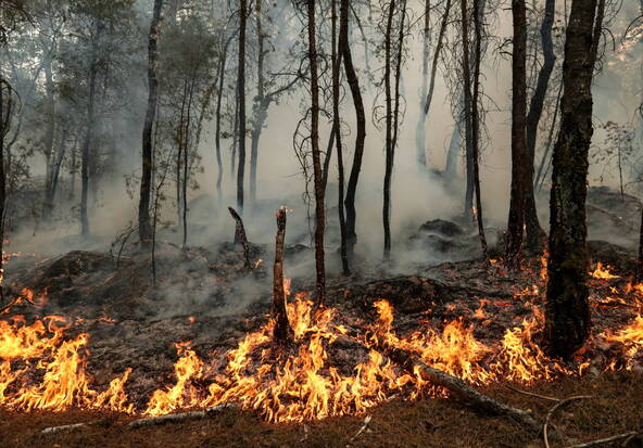 Forêt de Fontainebleau: les incendies ont parcouru plus de 1900 ha