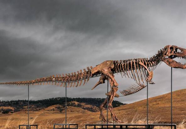 Un T-Rex vendu 50 millions de dollars à New York