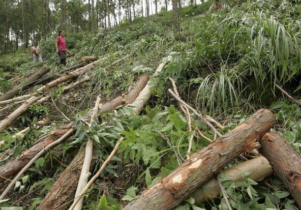 Le recul de la déforestation n'est pas lié aux entreprises