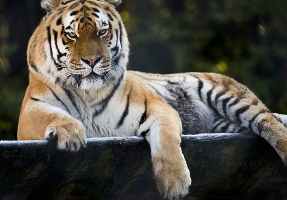 Tinka, la tigresse emblématique du zoo de Servion, est morte