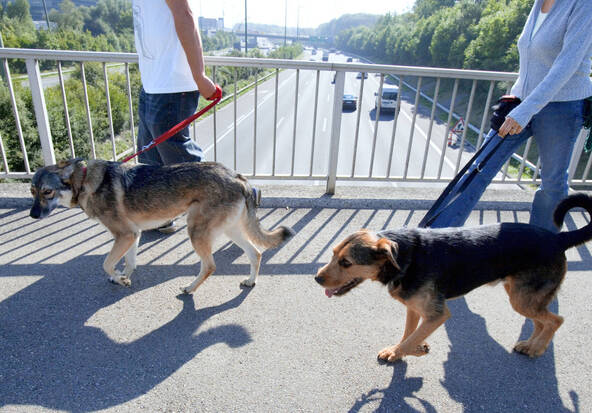 A Chiasso, les propriétaires de chiens doivent nettoyer leur urine