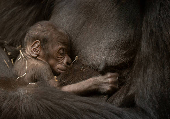 Naissance d'un bébé gorille au zoo de Zurich