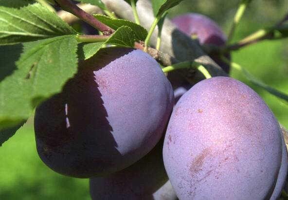 Les fruiticulteurs s'attendent à une bonne récolte de pruneaux