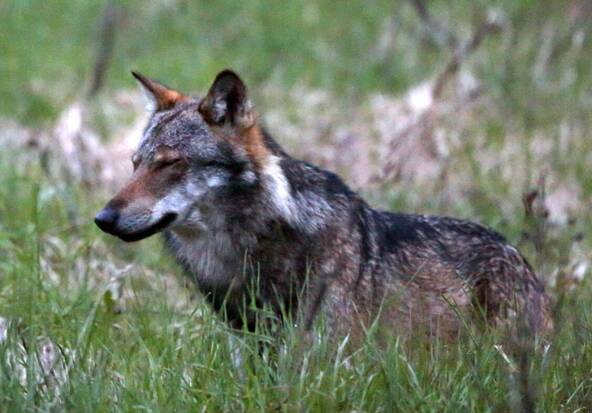 Les attaques de loups aux Grisons en net recul à fin juillet