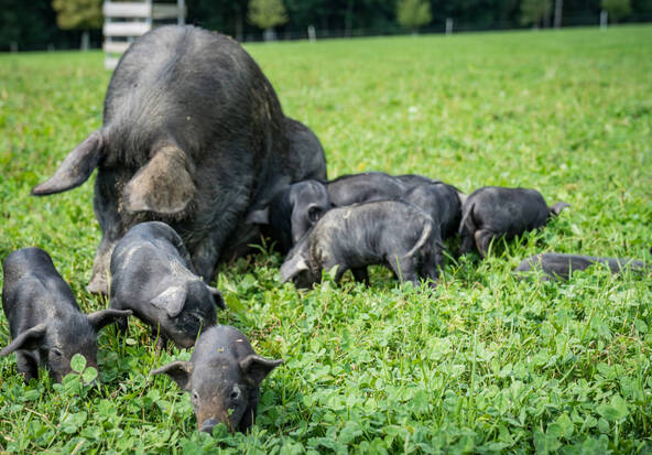 Le cochon noir des Alpes reconnu comme une race autochtone