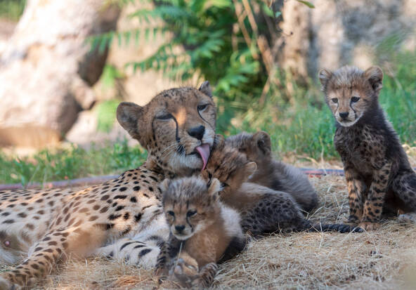 Naissance de sextuplés chez les guépards du zoo de Bâle