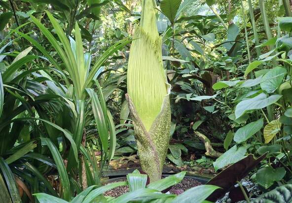 Un Arum titan sur le point de fleurir au jardin botanique de Bâle