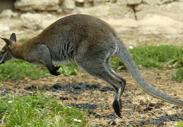 Le kangourou qui gambadait en Argovie est de retour chez lui