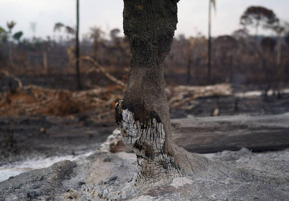 Brésil: la déforestation au plus bas sur un an en Amazonie