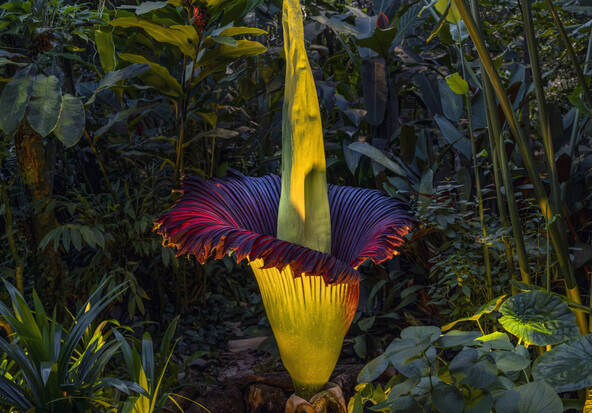 Bâle: une rare titanophille fleurit cette nuit au Jardin botanique