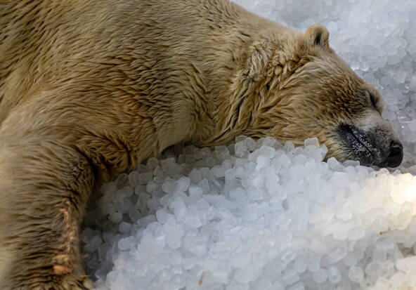 Ne réveillez pas un ours qui dort: grosse amende pour un indélicat