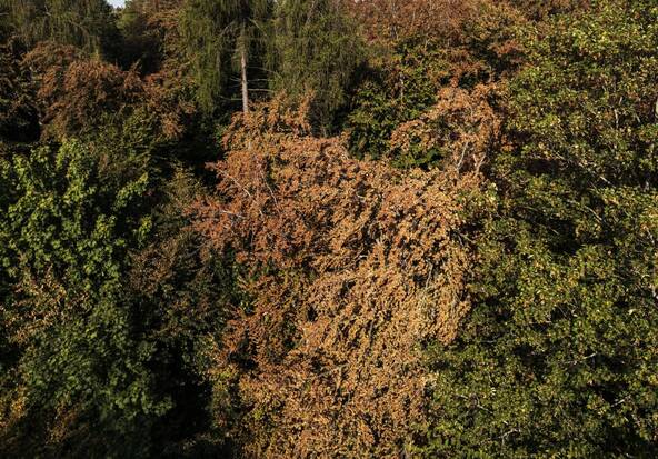 La sécheresse transforme la forêt en zone à risques