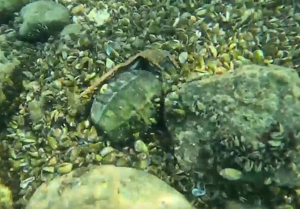 Des baigneurs trouvent une grenade à main dans la Limmat à Zurich