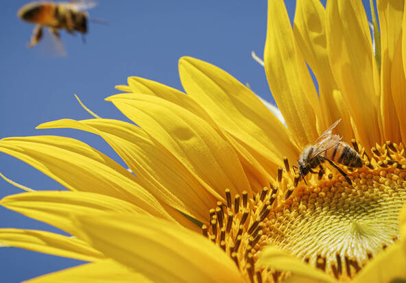 L'abeille mellifère sauvage est en danger en Europe