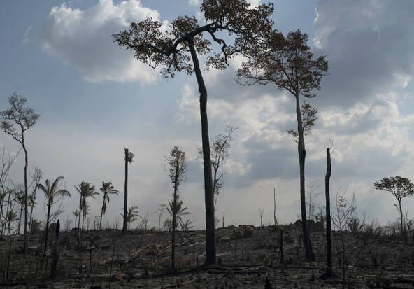 Pour se régénérer, l'Amazonie compte sur quelques espèces d'arbres