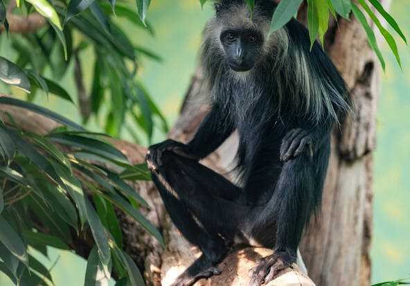 Des colobes magistrats, singes très menacés, au zoo de Zurich