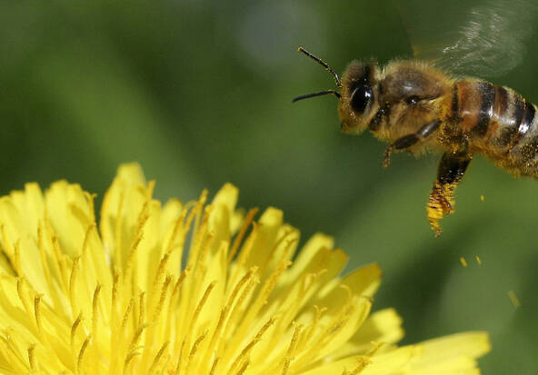 Le recul des glaciers pourrait impacter la santé des abeilles