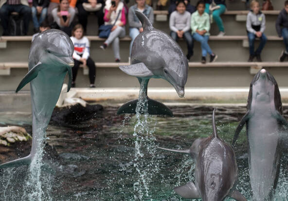 Le zoo de Beauval renonce à accueillir des dauphins