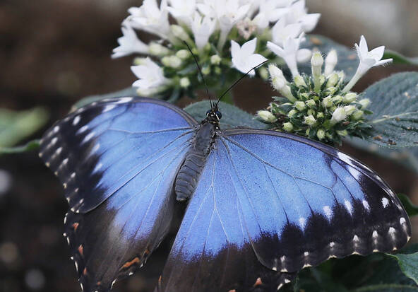 Les fortes chaleurs ternissent l'éclat du papillon morpho