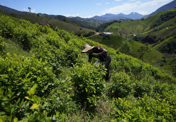 Colombie: épandage de glyphosate sur les champs de coca