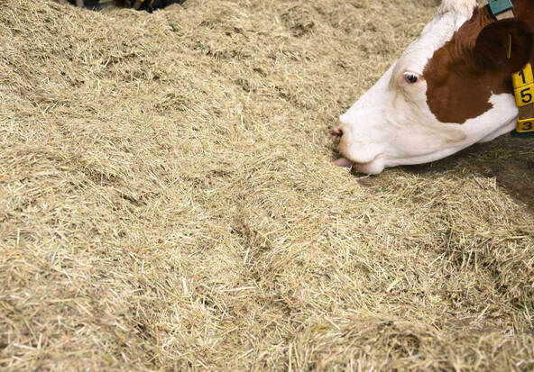 Face à la pénurie, la Suisse puise dans ses réserves de fourrage