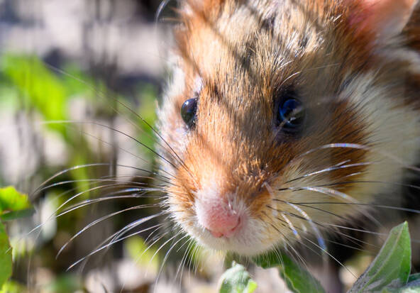 Japon: arrestation d'un tueur en série de hamsters