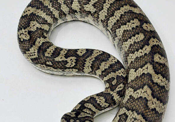 Un python de 3 mètres « égaré » dans une forêt de Winterthour (ZH)